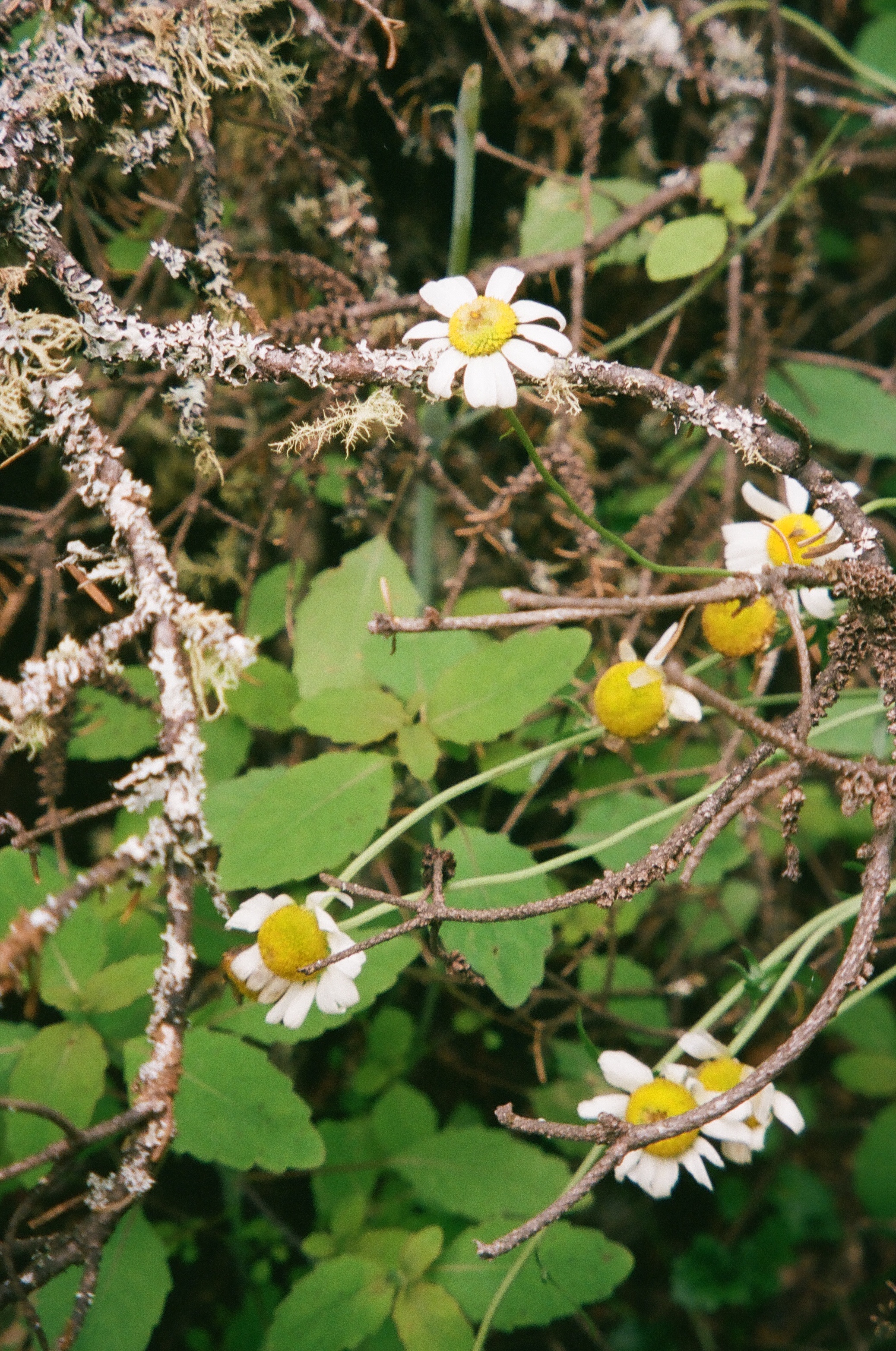 Feral Acoustics: Plant, Sound, and the Post-Urban Garden
